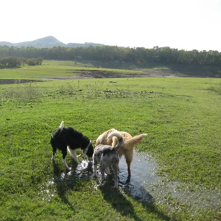 Oasi Del *